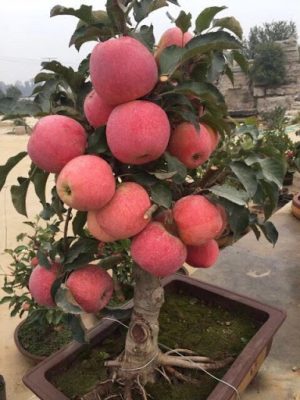 cây táo trồng sân vườn