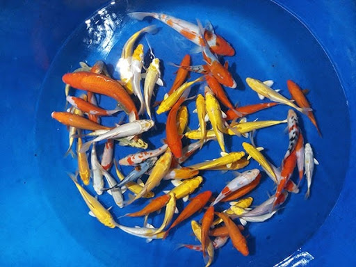 cá koi mini