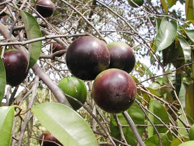 vũ sữa bắc thảo