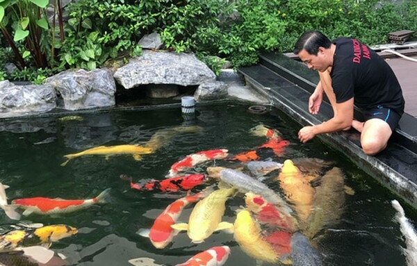 Cho cá Koi ăn 2 lần/ ngày