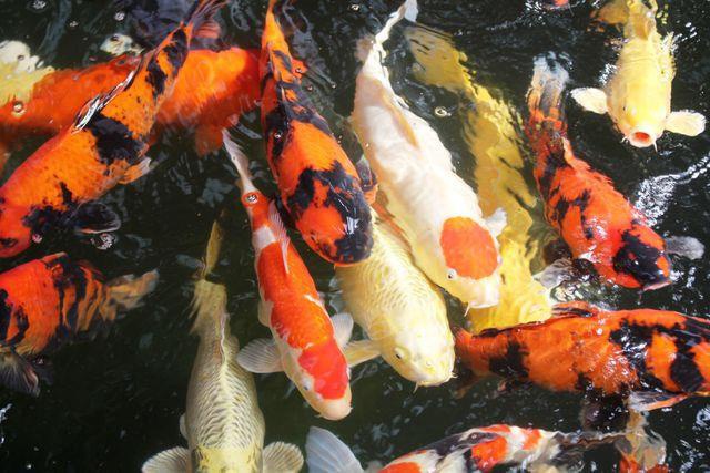 Chọn giống cá Koi có hình dáng cân đối