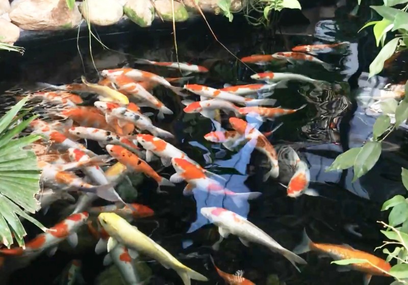 Tập tính sinh sản của cá koi