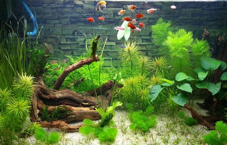 Bể cá có nhiều rêu tảo