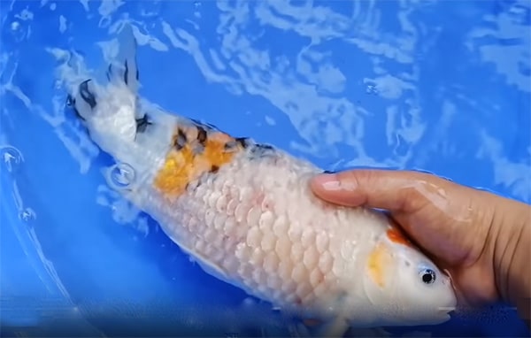 Cá Koi bị xù vảy