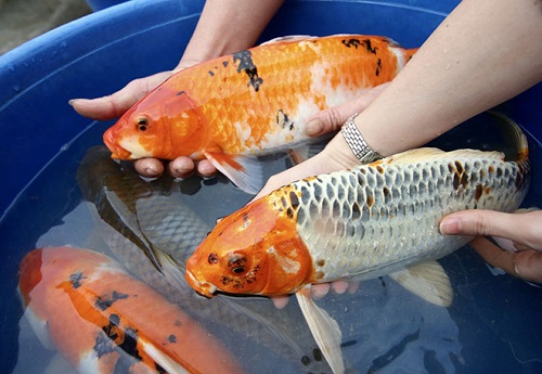 không nên cho cá koi ăn quá nhiều