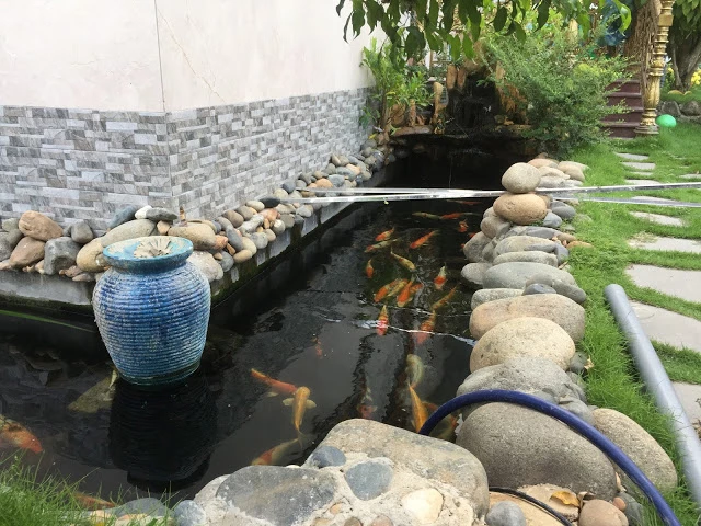 Hồ cá nhỏ trong 1 góc của vườn nhà cũng đủ làm tổng thể căn nhà thêm phần thu hút và ấn tượng
