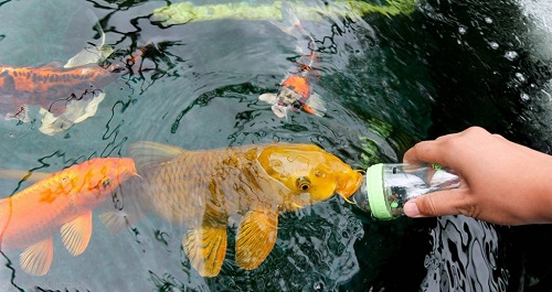 Thức ăn cần chuẩn bị cho cá koi