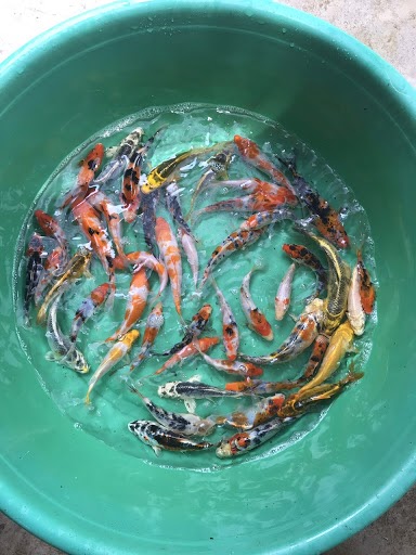 Chăm sóc cá koi và môi trường sống đê cá phát triển tốt nhất