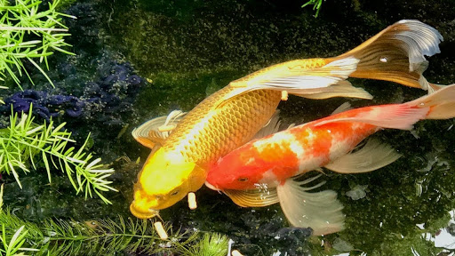 Koi