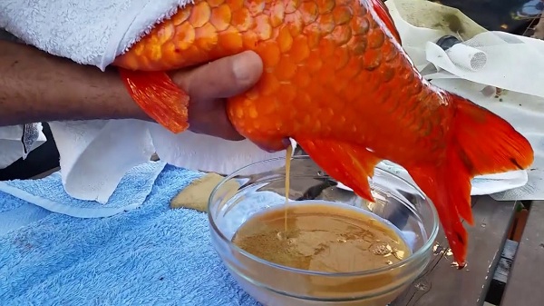 Cá koi sinh sản được coi là điềm lành