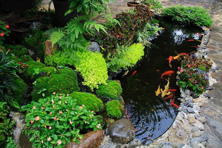 Hồ cá koi ngay tại sân vườn