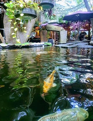 Hồ cá koi tại quán cafe