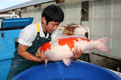 Khéo léo di chuyển sang bể mới