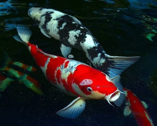 Cá Koi Nhật Bản sẽ khiên khu vườn của bạn thêm sinh động